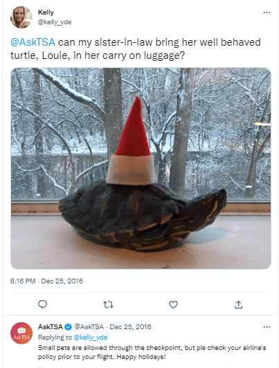 Can You Fly With A Pet Turtle?