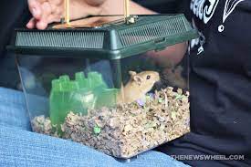 Can You Take A Hamster On A Plane Cabin