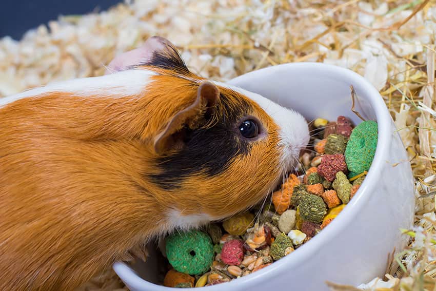 Can You Feed Your Guinea Pig Before flight