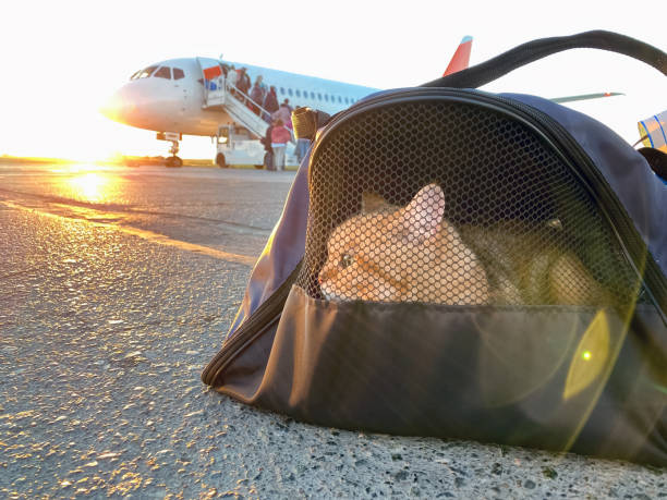 Can You Take Cats On A Plane? – All You Need To Know In 2023 Can You Take Cats On A Plane