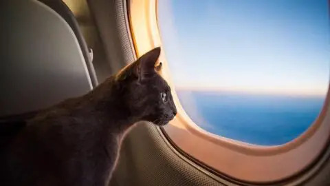 Does Flying Hurt Cats Ears