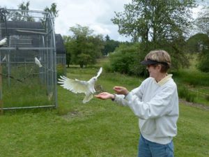 How To Prepare Your Parrot For Flying