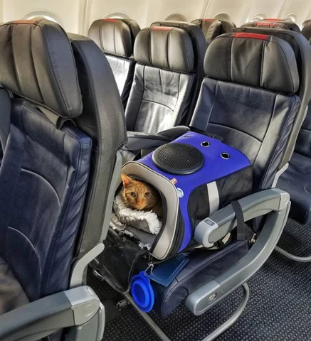 Is It Safe For Cats To Fly On Airplanes