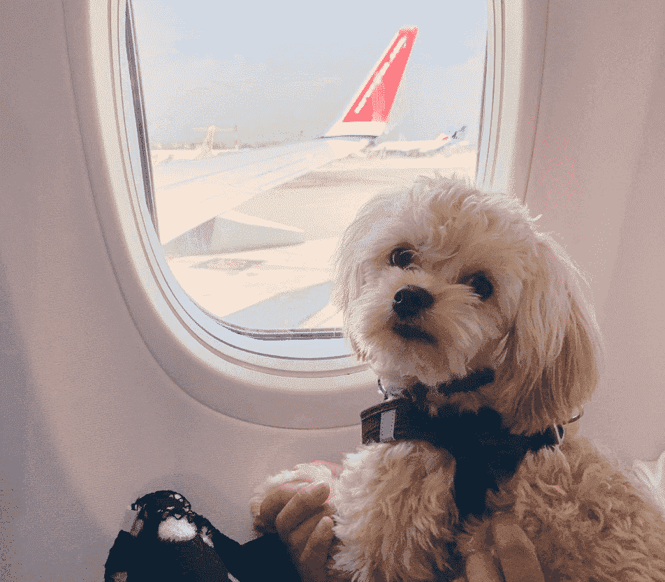Which Airline Is The Most Dog Friendly