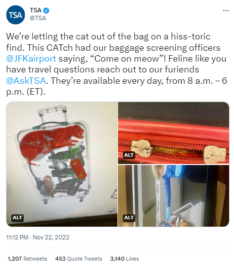 Can You Take Cats On A Plane